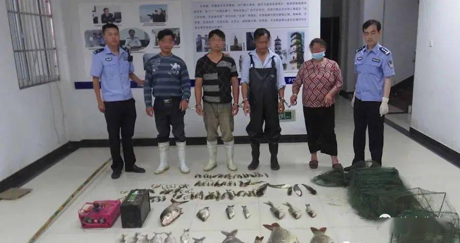非法捕捞水产品罪数量_长江鲟遭非法捕捞 嫌疑人：吃了3条_非法捕捞情节严重