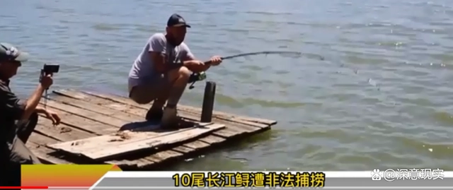 长江非法捕捞水产品罪_长江鲟遭非法捕捞 嫌疑人：吃了3条_非法捕捞红珊瑚