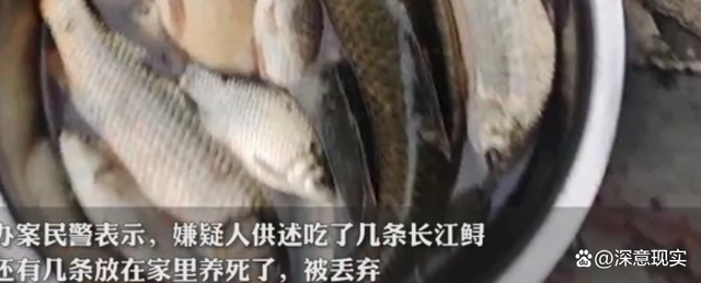 长江非法捕捞水产品罪_非法捕捞红珊瑚_长江鲟遭非法捕捞 嫌疑人：吃了3条