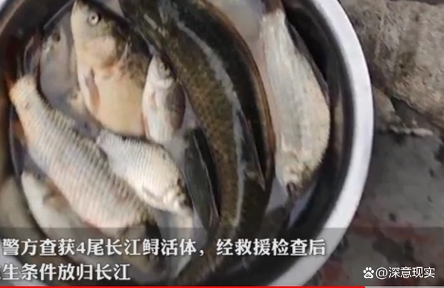 非法捕捞红珊瑚_长江非法捕捞水产品罪_长江鲟遭非法捕捞 嫌疑人：吃了3条