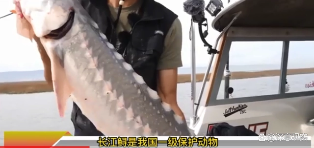 非法捕捞红珊瑚_长江鲟遭非法捕捞 嫌疑人：吃了3条_长江非法捕捞水产品罪