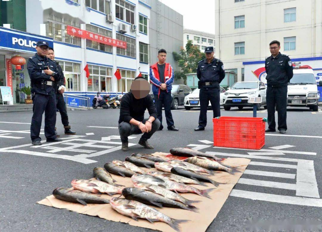 非法捕捞红珊瑚_长江鲟遭非法捕捞 嫌疑人：吃了3条_长江非法捕捞水产品罪