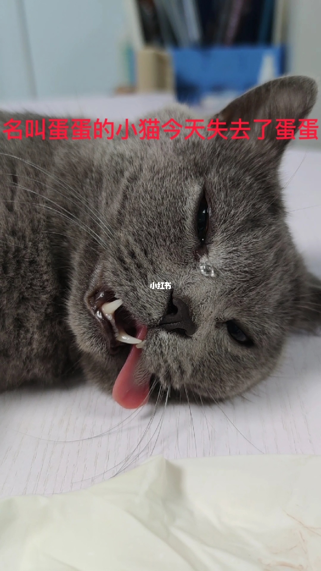 湖南9岁男孩被小猫确诊为“猫爪病”医生建议及时治疗