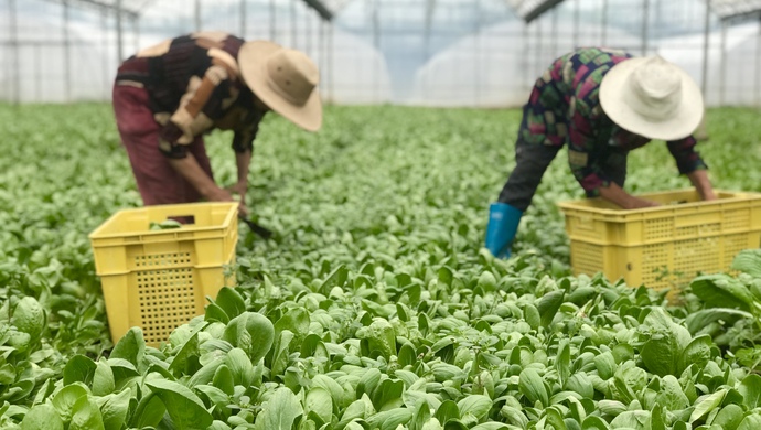 上海六月份比较适合播种的蔬菜有哪些？怎么选？