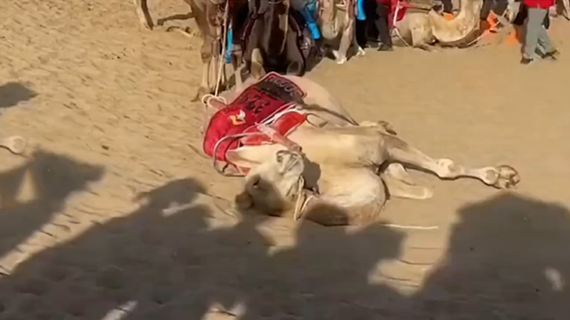 敦煌正值旅游高峰期40度骆驼集体“罢工”