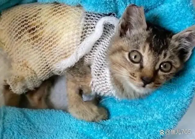 女子花2万找宠物医院为这只猫移植了鱼皮