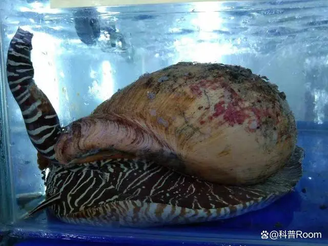 海南椰子螺多少钱一斤_椰子螺怎么处理_买椰子螺开出美乐珠