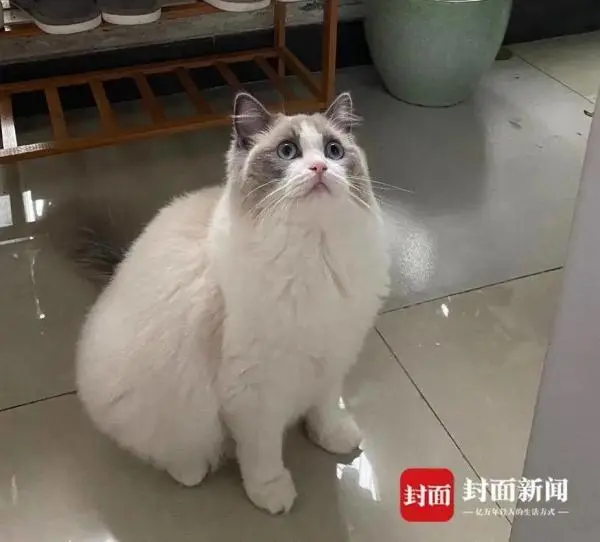 重庆一布偶猫被邻居高空扔下活活摔死？